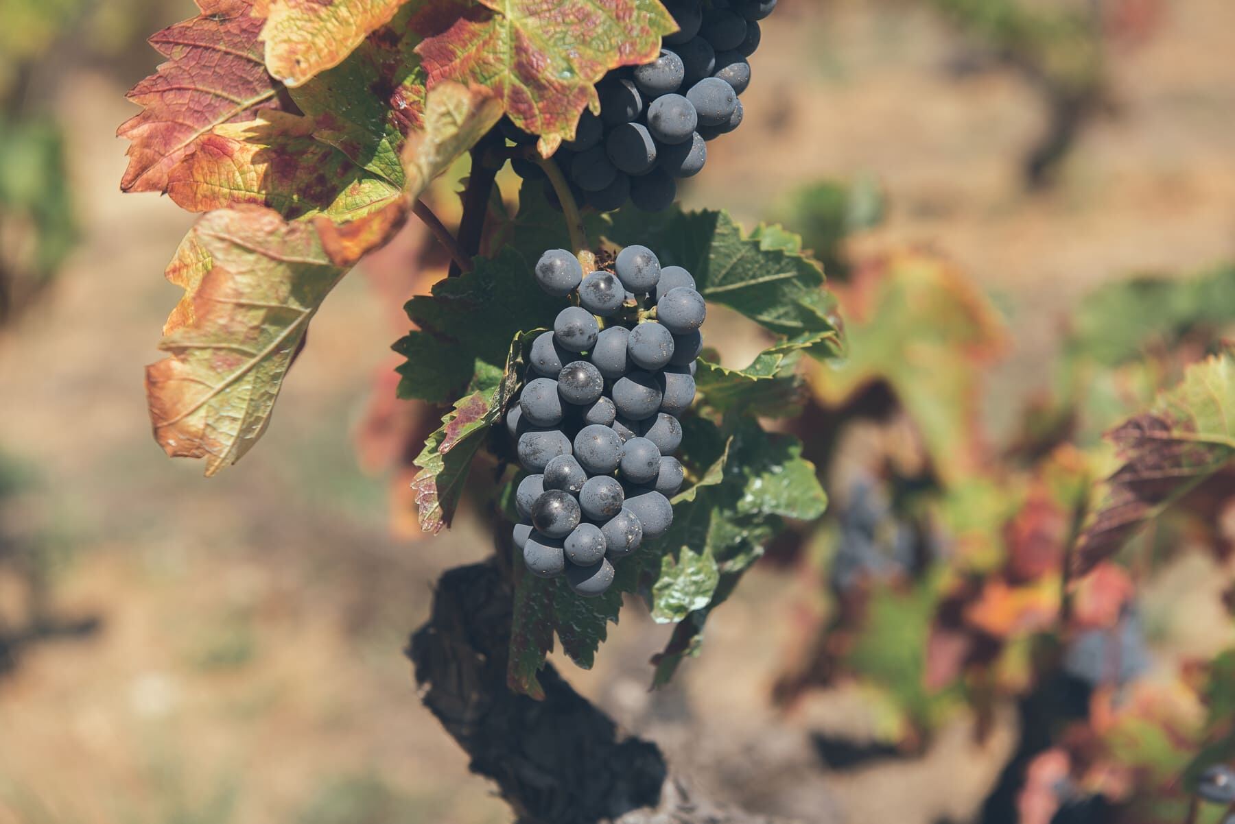 Raïm de garnatxa a les vinyes de Celler Marfil