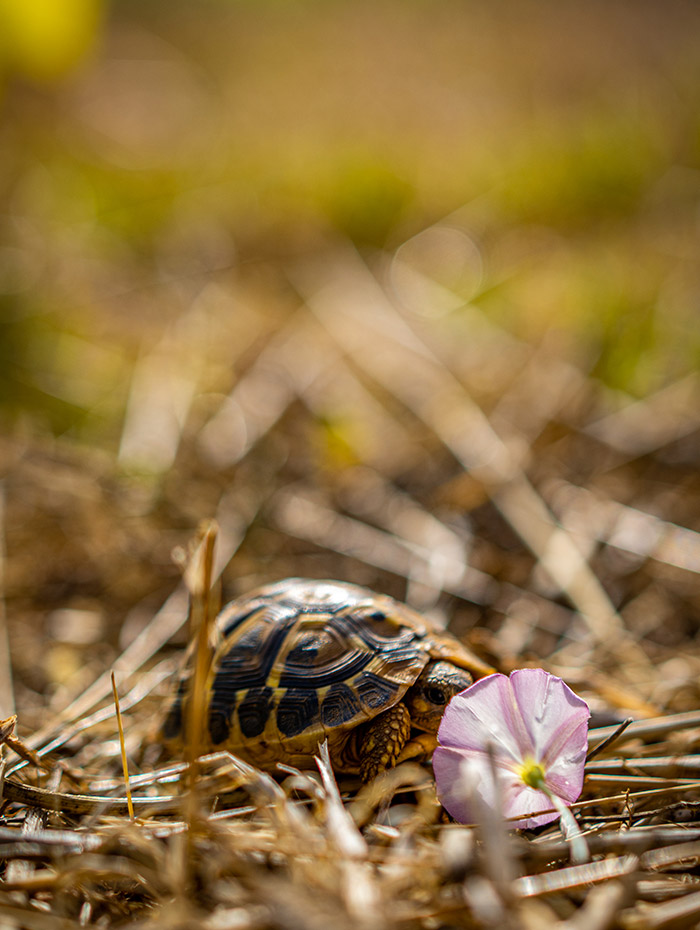 tortuga-menjant-flor.jpg