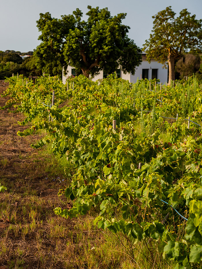 Vinya-jove-de-Malvasia-a-Menorca.jpg