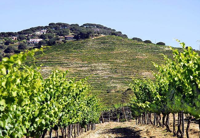 Celler Marfil, compromís amb el Medi Ambient