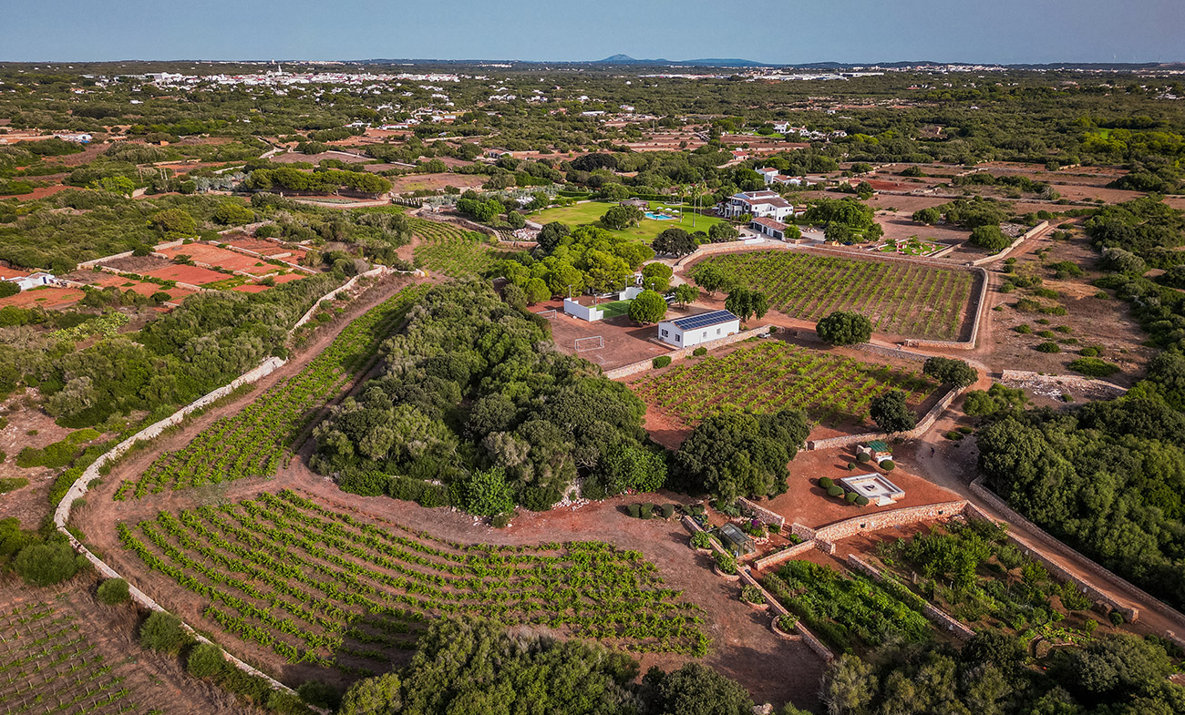 Vista-aèria-de-la-vinya-de-Macabeu-a-Menorca.jpg